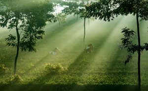 Hái trà trong sương