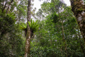 TỔ ĐIỂU - Asplenium nidus