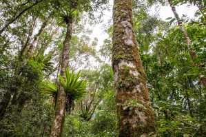 TỔ ĐIỂU - Asplenium nidus