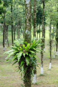 TỔ ĐIỂU - Asplenium nidus