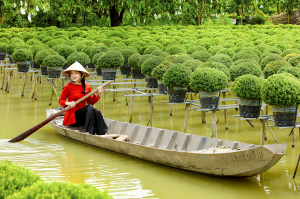 Người phụ nữ xinh đẹp đội nón lá chèo thuyền trong vườn hoa Cúc. 