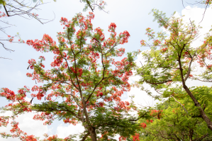 Cây Phượng nở hoa vào hè