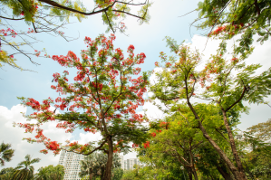 Cây Phượng nở hoa vào hè